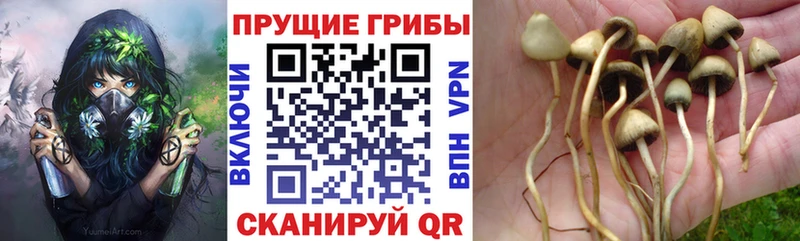 Галлюциногенные грибы прущие грибы  Юрьевец 